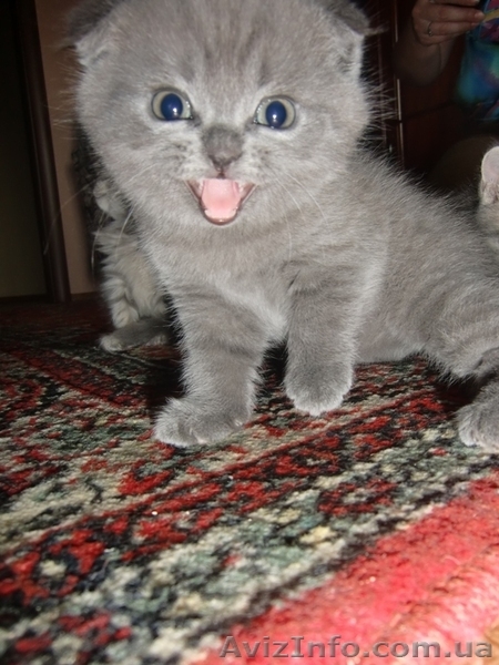 Шотланские котята продаются! - <ro>Изображение</ro><ru>Изображение</ru> #2, <ru>Объявление</ru> #316653