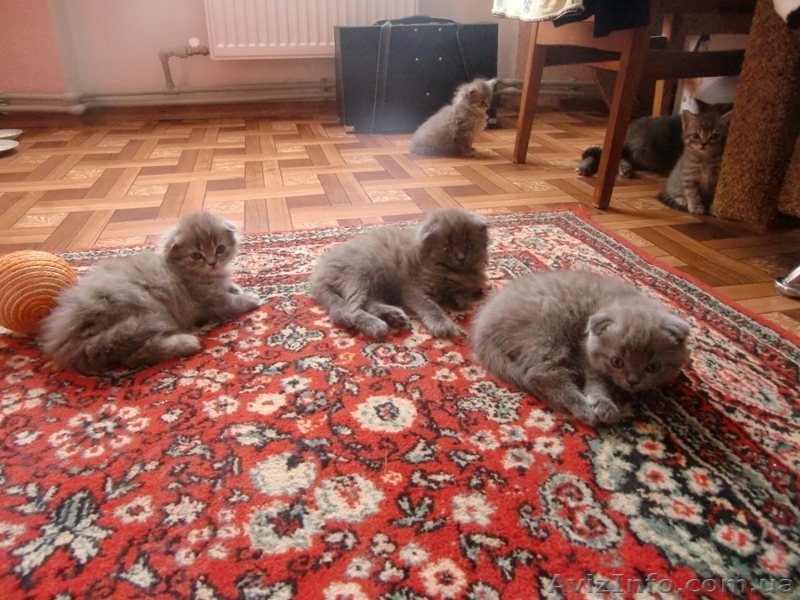 Шотланские котята продаются! - <ro>Изображение</ro><ru>Изображение</ru> #3, <ru>Объявление</ru> #316653