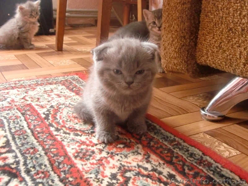 Шотланские котята продаются! - <ro>Изображение</ro><ru>Изображение</ru> #4, <ru>Объявление</ru> #316653