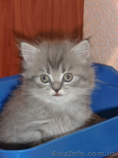 Шотланские котята продаются! - <ro>Изображение</ro><ru>Изображение</ru> #6, <ru>Объявление</ru> #316653