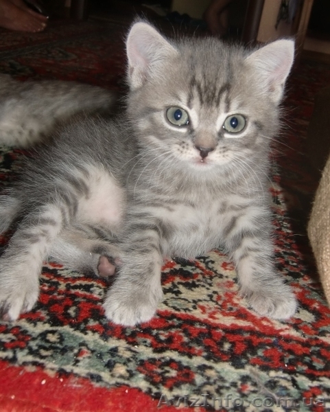 Шотланские котята продаются! - <ro>Изображение</ro><ru>Изображение</ru> #8, <ru>Объявление</ru> #316653