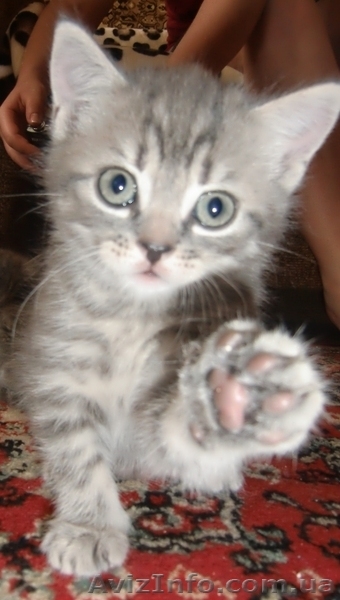Шотланские котята продаются! - <ro>Изображение</ro><ru>Изображение</ru> #9, <ru>Объявление</ru> #316653