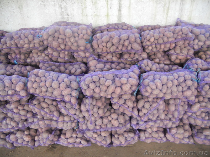 продам картофель оптом черниговский район - <ro>Изображение</ro><ru>Изображение</ru> #3, <ru>Объявление</ru> #367951