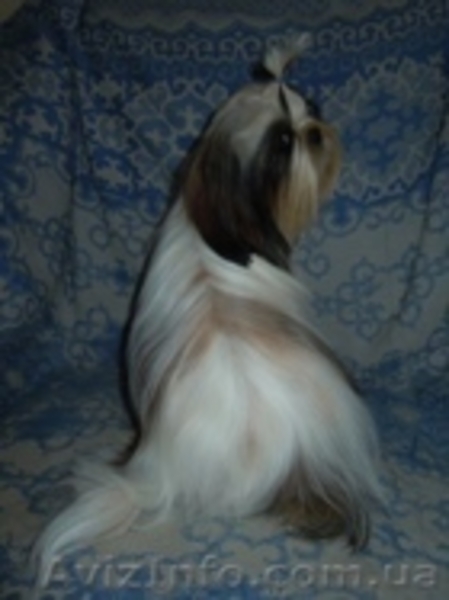 Ши-тцу - продаётся подрощенная сука ши-тцу. - <ro>Изображение</ro><ru>Изображение</ru> #2, <ru>Объявление</ru> #356434