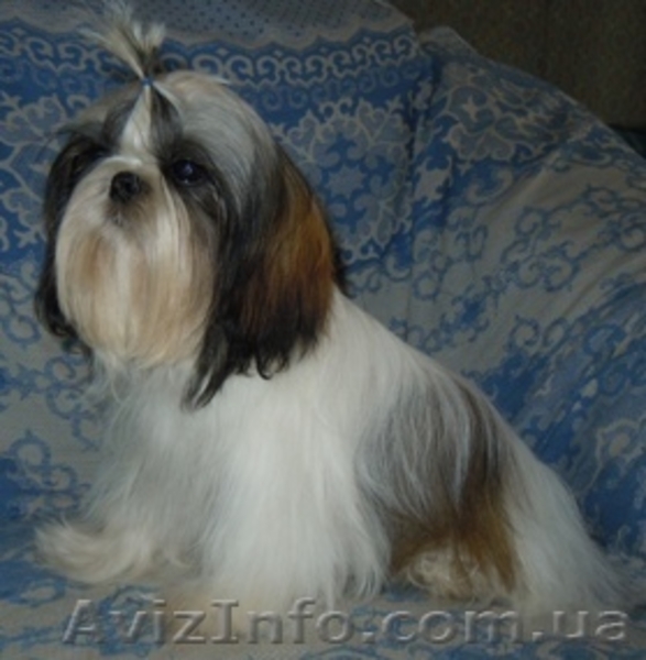 Ши-тцу - продаётся подрощенная сука ши-тцу. - <ro>Изображение</ro><ru>Изображение</ru> #4, <ru>Объявление</ru> #356434