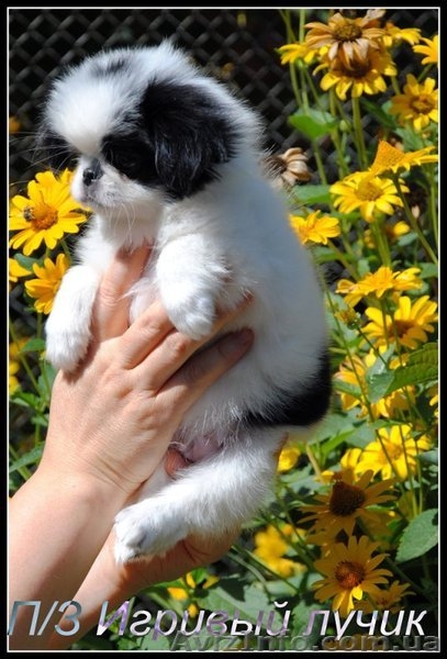 японский хин щенки/Доставка по Украине - <ro>Изображение</ro><ru>Изображение</ru> #5, <ru>Объявление</ru> #387697