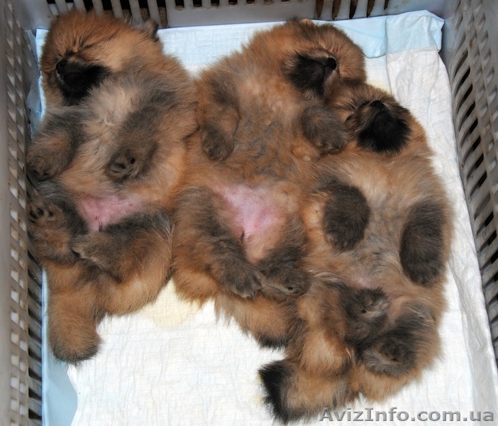 шпиц немецкий,померанский.Доставка по Украине - <ro>Изображение</ro><ru>Изображение</ru> #2, <ru>Объявление</ru> #387706