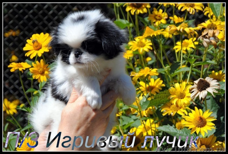 японский хин щенки/Доставка по Украине - <ro>Изображение</ro><ru>Изображение</ru> #6, <ru>Объявление</ru> #387697