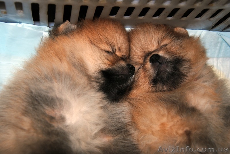 шпиц немецкий,померанский.Доставка по Украине - <ro>Изображение</ro><ru>Изображение</ru> #3, <ru>Объявление</ru> #387706