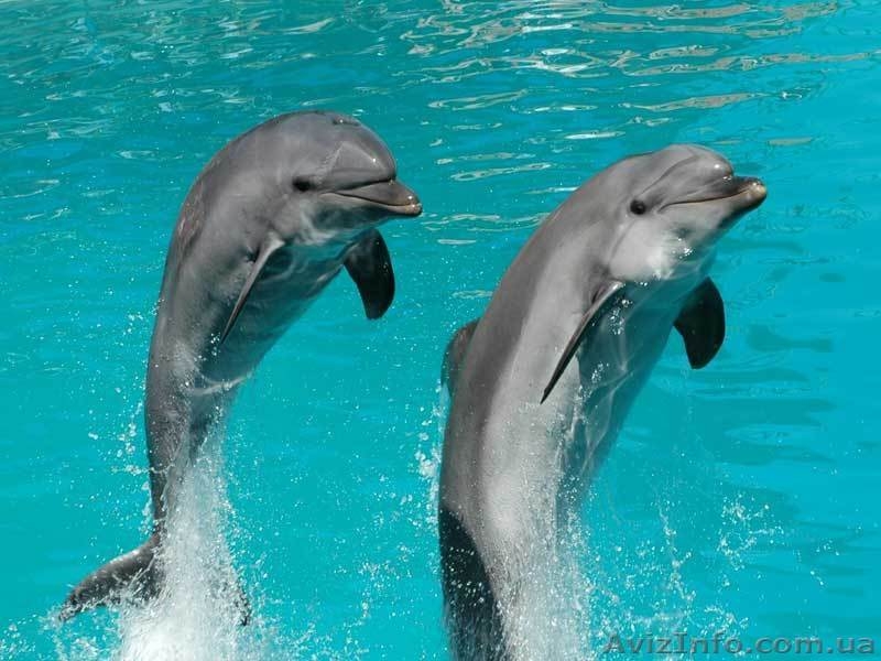 Экскурсии выходного дня по родному краю - <ro>Изображение</ro><ru>Изображение</ru> #3, <ru>Объявление</ru> #392580