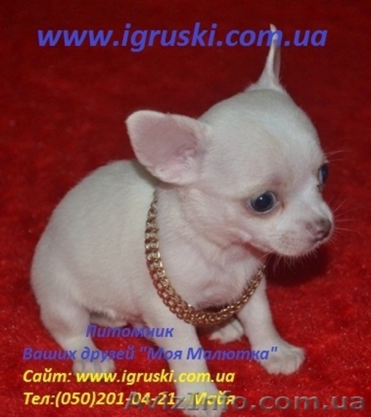 Щенки Чихуахуа шоу-класса - <ro>Изображение</ro><ru>Изображение</ru> #3, <ru>Объявление</ru> #380015