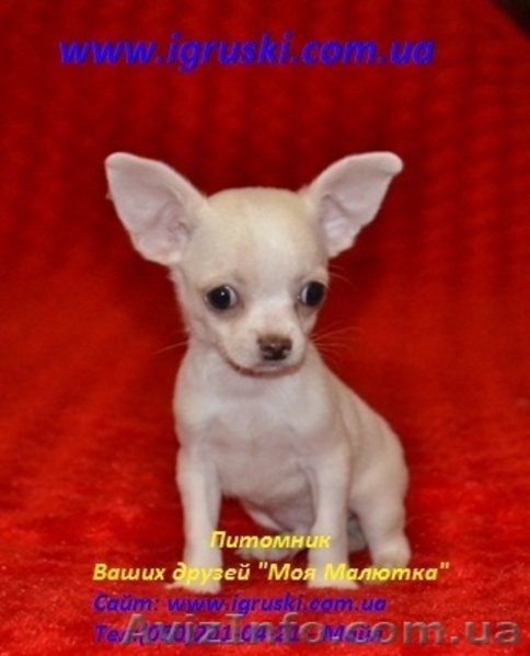 Щенки Чихуахуа шоу-класса - <ro>Изображение</ro><ru>Изображение</ru> #4, <ru>Объявление</ru> #380015