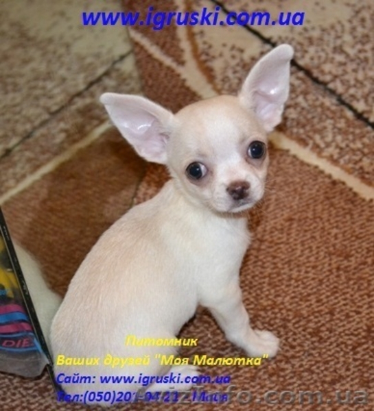 Щенки Чихуахуа шоу-класса - <ro>Изображение</ro><ru>Изображение</ru> #6, <ru>Объявление</ru> #380015
