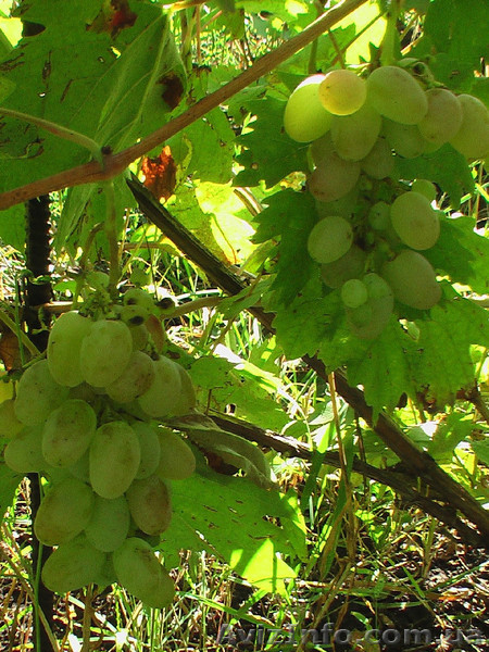 Продам дачу в  С/К "Зеленая Роща" - <ro>Изображение</ro><ru>Изображение</ru> #4, <ru>Объявление</ru> #386855