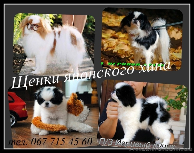 японский хин щенки/Доставка по Украине - <ro>Изображение</ro><ru>Изображение</ru> #1, <ru>Объявление</ru> #387697