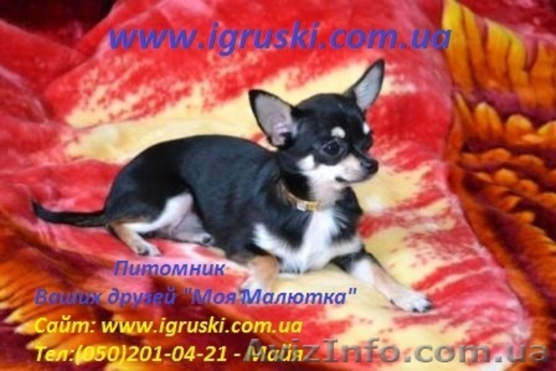 Щенки Чихуахуа шоу-класса - <ro>Изображение</ro><ru>Изображение</ru> #9, <ru>Объявление</ru> #380015