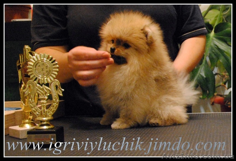 шпиц немецкий,померанский.Доставка по Украине - <ro>Изображение</ro><ru>Изображение</ru> #7, <ru>Объявление</ru> #387706