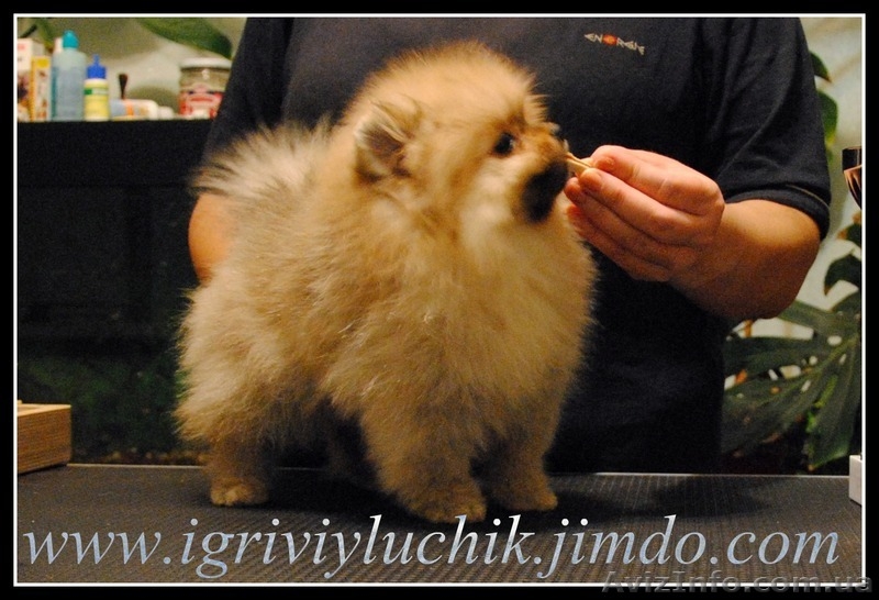 шпиц немецкий,померанский.Доставка по Украине - <ro>Изображение</ro><ru>Изображение</ru> #8, <ru>Объявление</ru> #387706