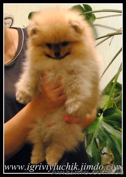 шпиц немецкий,померанский.Доставка по Украине - <ro>Изображение</ro><ru>Изображение</ru> #5, <ru>Объявление</ru> #387706