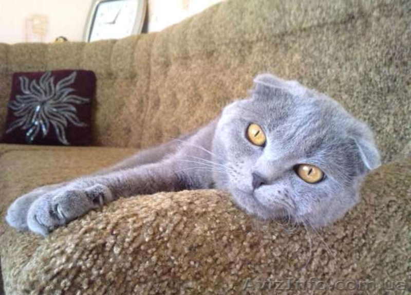 Вязка. Шотландский вислоухий - <ro>Изображение</ro><ru>Изображение</ru> #1, <ru>Объявление</ru> #409926