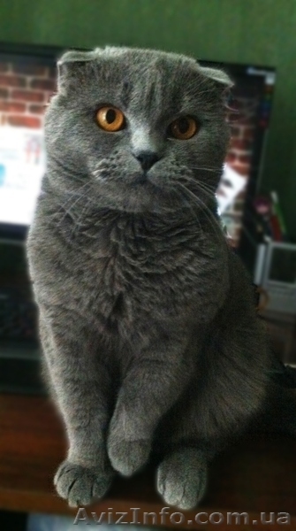 Вязка. Шотландский вислоухий - <ro>Изображение</ro><ru>Изображение</ru> #2, <ru>Объявление</ru> #409926