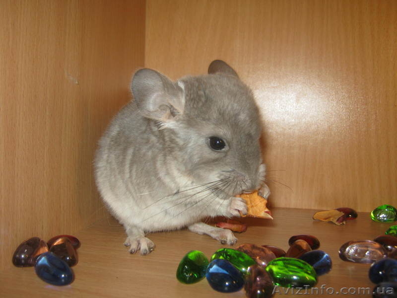 Шиншиллы разноцветные - <ro>Изображение</ro><ru>Изображение</ru> #2, <ru>Объявление</ru> #409159