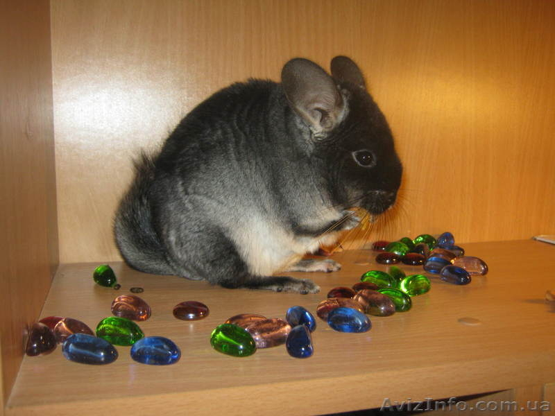 Шиншиллы разноцветные - <ro>Изображение</ro><ru>Изображение</ru> #3, <ru>Объявление</ru> #409159