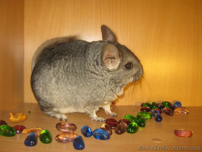 Шиншиллы разноцветные - <ro>Изображение</ro><ru>Изображение</ru> #4, <ru>Объявление</ru> #409159