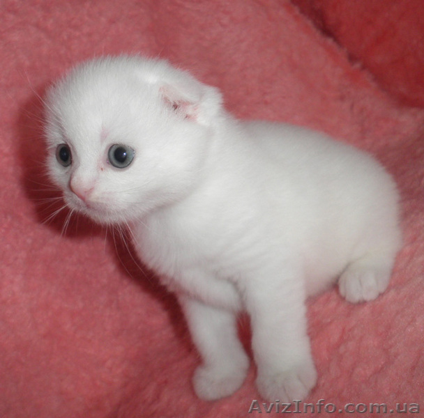 котята скоттиш фолд - <ro>Изображение</ro><ru>Изображение</ru> #1, <ru>Объявление</ru> #400207