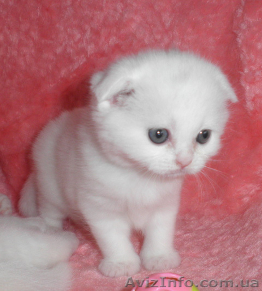 котята скоттиш фолд - <ro>Изображение</ro><ru>Изображение</ru> #2, <ru>Объявление</ru> #400207