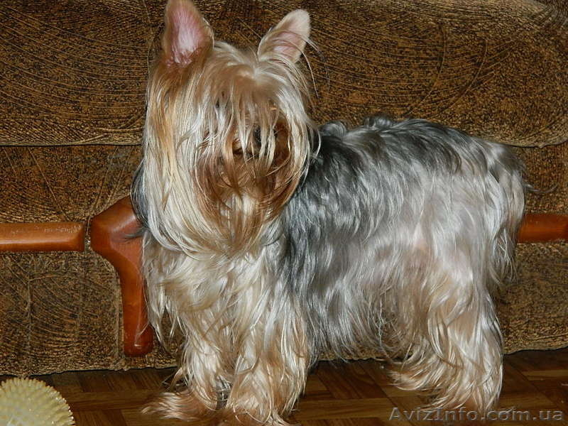 *йоркширский терьер продам* - <ro>Изображение</ro><ru>Изображение</ru> #1, <ru>Объявление</ru> #453422