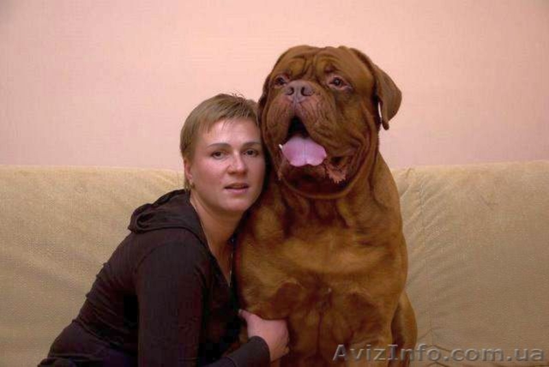 Продажа щенков бордоского дога! - <ro>Изображение</ro><ru>Изображение</ru> #3, <ru>Объявление</ru> #478749