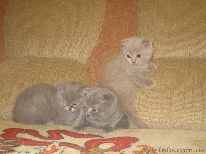 Британские короткошерстные милашки - <ro>Изображение</ro><ru>Изображение</ru> #1, <ru>Объявление</ru> #474125