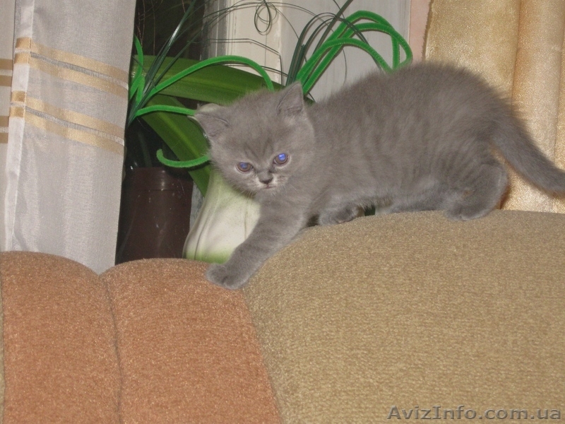 Британские короткошерстные милашки - <ro>Изображение</ro><ru>Изображение</ru> #3, <ru>Объявление</ru> #474125