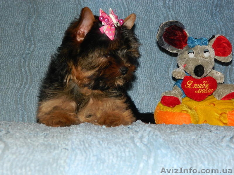 *йоркширский терьер продам* - <ro>Изображение</ro><ru>Изображение</ru> #2, <ru>Объявление</ru> #453422