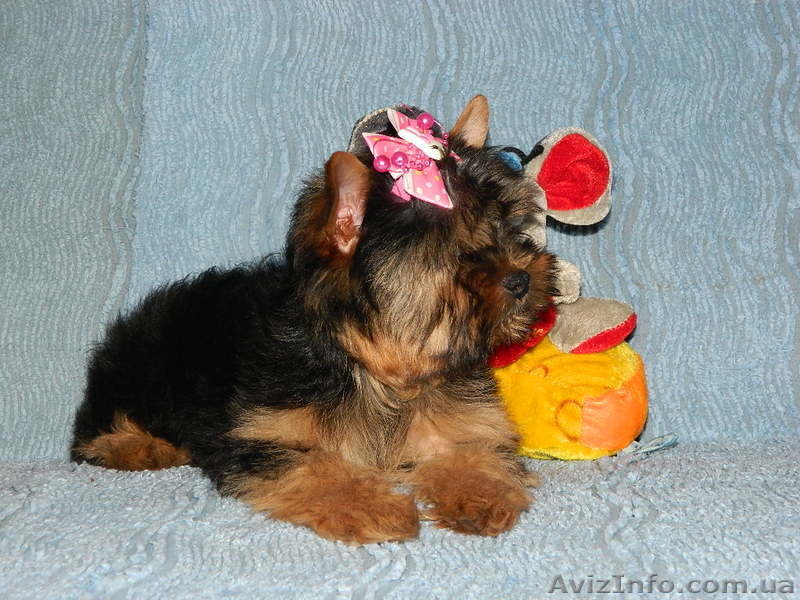 *йоркширский терьер продам* - <ro>Изображение</ro><ru>Изображение</ru> #3, <ru>Объявление</ru> #453422