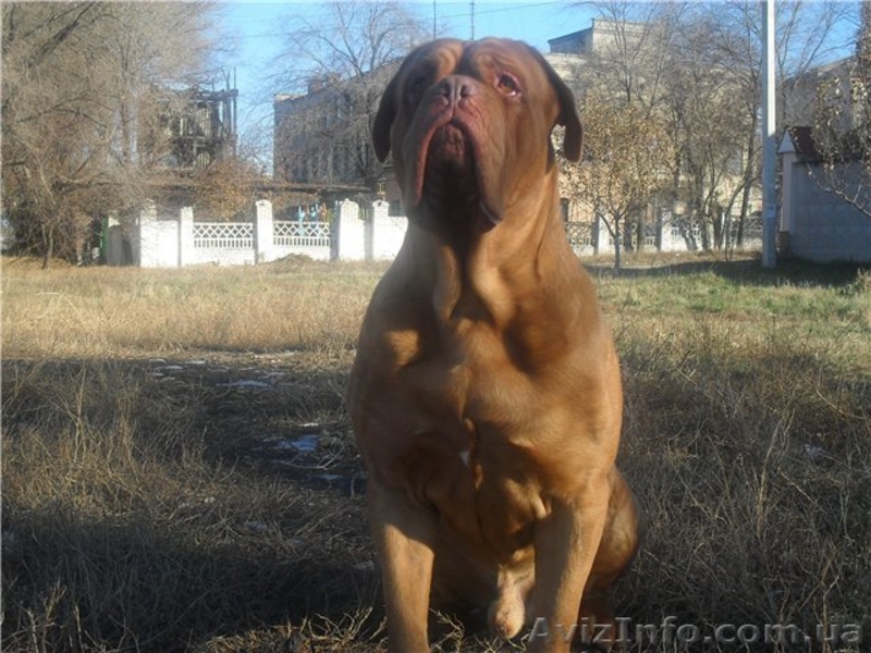 Продажа щенков бордоского дога! - <ro>Изображение</ro><ru>Изображение</ru> #2, <ru>Объявление</ru> #478749