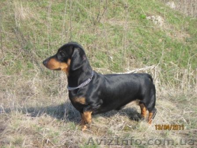 Щенок таксы продам - <ro>Изображение</ro><ru>Изображение</ru> #2, <ru>Объявление</ru> #465454