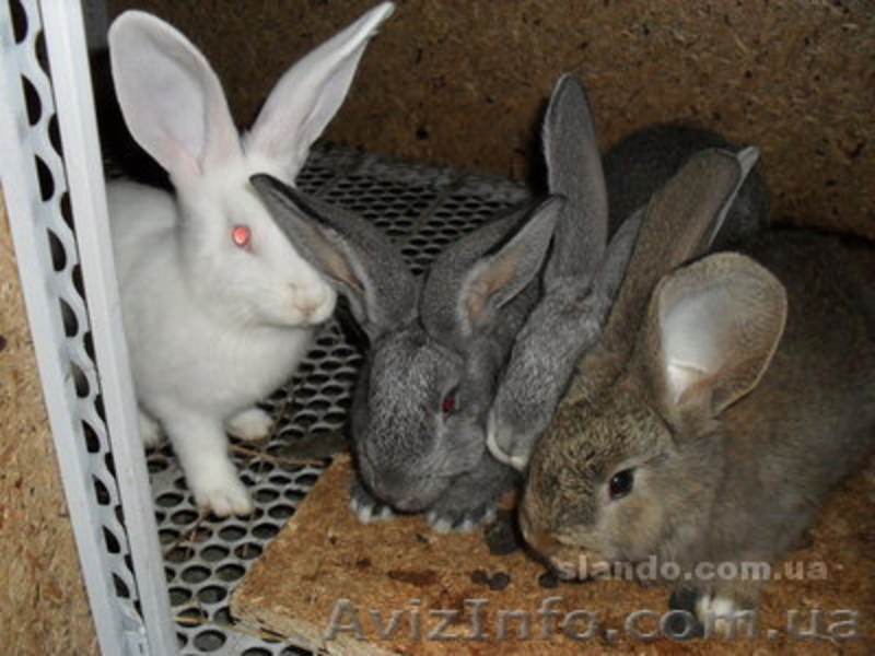 Продажа кроликов породы Фландер - <ro>Изображение</ro><ru>Изображение</ru> #1, <ru>Объявление</ru> #478777