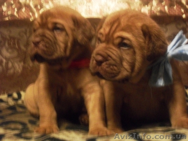 Продажа щенков бордоского дога! - <ro>Изображение</ro><ru>Изображение</ru> #7, <ru>Объявление</ru> #478749