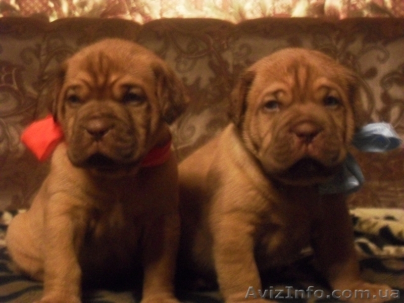 Продажа щенков бордоского дога! - <ro>Изображение</ro><ru>Изображение</ru> #8, <ru>Объявление</ru> #478749