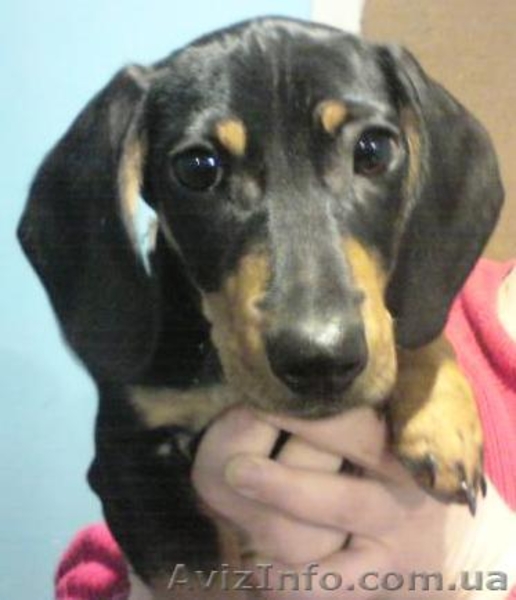 Щенок таксы продам - <ro>Изображение</ro><ru>Изображение</ru> #1, <ru>Объявление</ru> #465454