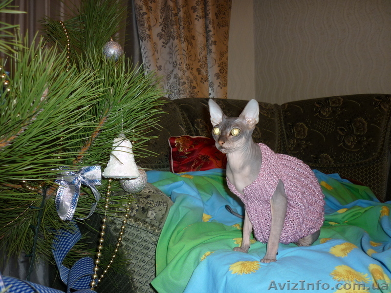 Продажа котят донского сфинкса - <ro>Изображение</ro><ru>Изображение</ru> #5, <ru>Объявление</ru> #493608