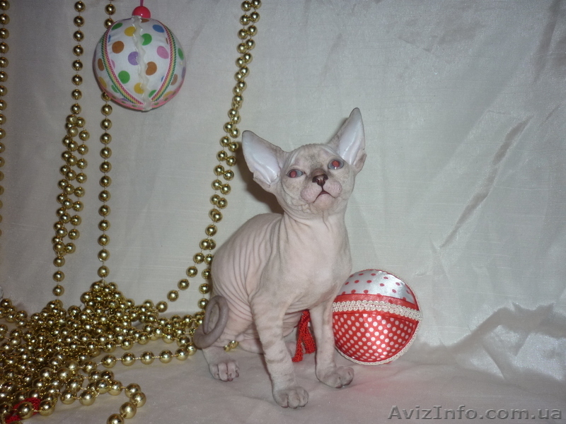 Продажа котят донского сфинкса - <ro>Изображение</ro><ru>Изображение</ru> #2, <ru>Объявление</ru> #493608