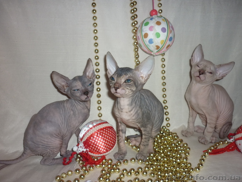 Продажа котят донского сфинкса - <ro>Изображение</ro><ru>Изображение</ru> #1, <ru>Объявление</ru> #493608