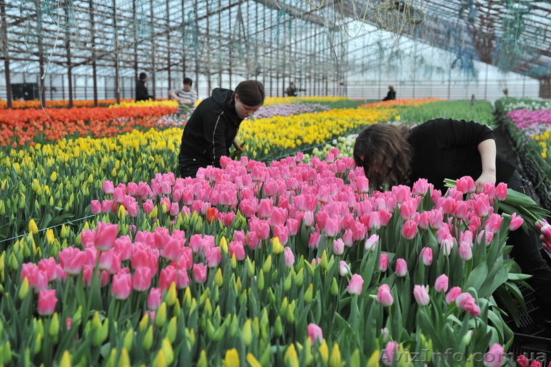  ТЮЛЬПАНЫ К 8 МАРТА - <ro>Изображение</ro><ru>Изображение</ru> #2, <ru>Объявление</ru> #4571