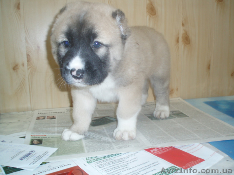 щенков азиата(алабая) - <ro>Изображение</ro><ru>Изображение</ru> #4, <ru>Объявление</ru> #550266