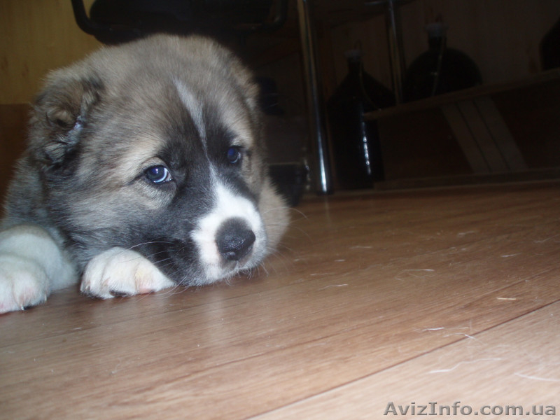 щенков азиата(алабая) - <ro>Изображение</ro><ru>Изображение</ru> #2, <ru>Объявление</ru> #550266