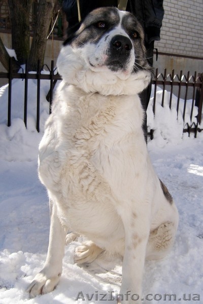 Азиатская овчарка - <ro>Изображение</ro><ru>Изображение</ru> #1, <ru>Объявление</ru> #552056