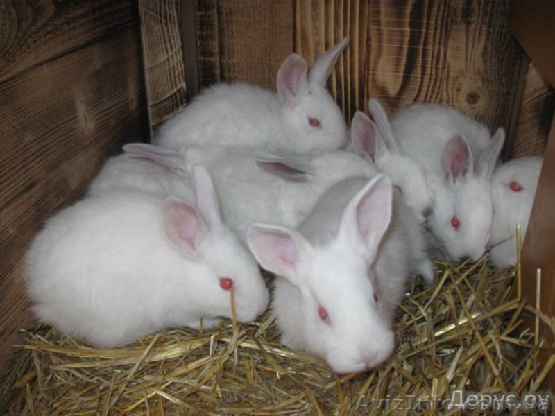кролики мясных и элитно-меховых пород - <ro>Изображение</ro><ru>Изображение</ru> #1, <ru>Объявление</ru> #594674